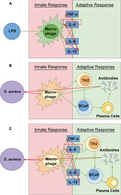 A Mathematical Model of the Dynamics of Cytokine Expression and Human Immune Cell Activation in Response to the Pathogen Staphylococcus aureus